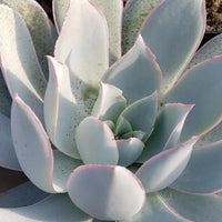 White Echeveria Cante Flower seeds for Planting - Garden Favorite, Heirloom & GMO Free Seeds for Home Garden