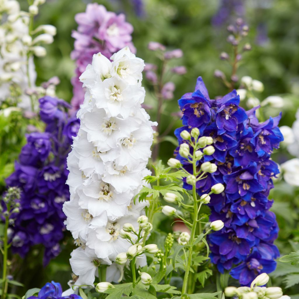 Delphinium Flower seeds for Planting - Cottage Garden Essential, Heirloom & GMO Free Seeds for Home Garden