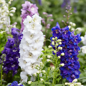 Delphinium Flower seeds for Planting - Cottage Garden Essential, Heirloom & GMO Free Seeds for Home Garden