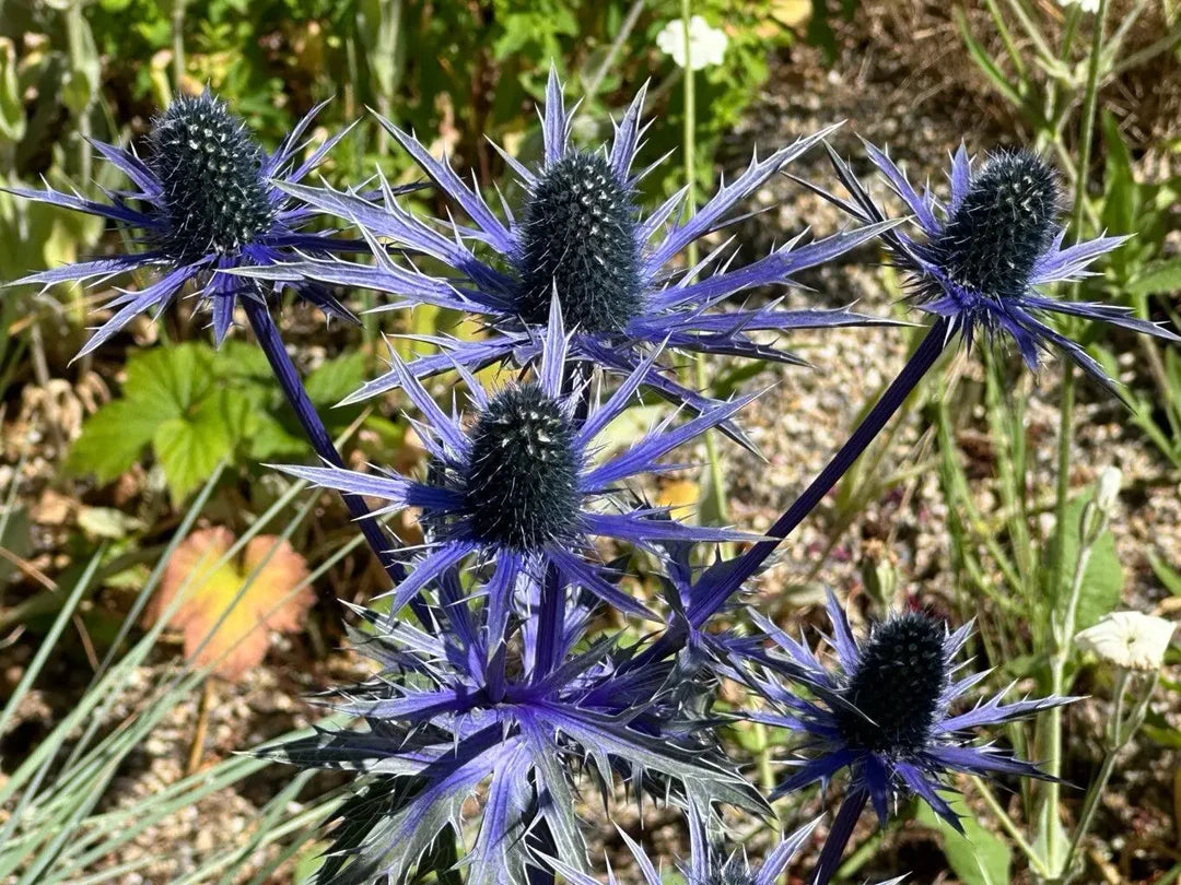 Alpinum Flower seeds for Planting Bright Blooms Heirloom & GMO Free Seeds for Home Garden