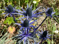 Alpinum Flower seeds for Planting Bright Blooms Heirloom & GMO Free Seeds for Home Garden
