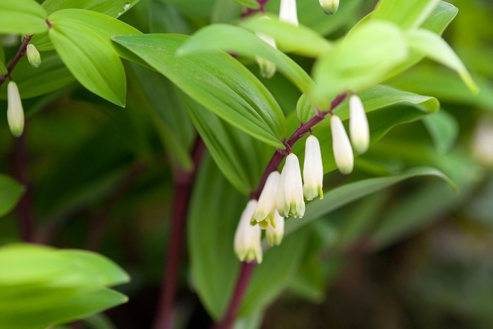 White Solomons Flower Planting for Lush Gardens - Seeds for Brightening Your Outdoor Spaces