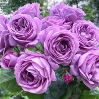 Purple Climbing Roses Flower Planting Seeds - Elegant Garden Seeds for Stunning Blooms