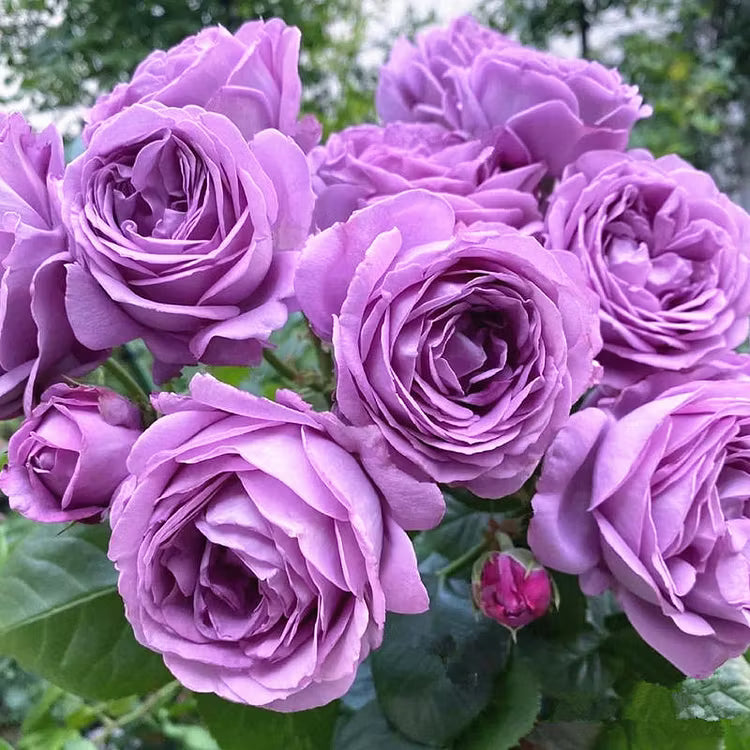 Purple Climbing Roses Flower Planting Seeds - Elegant Garden Seeds for Stunning Blooms
