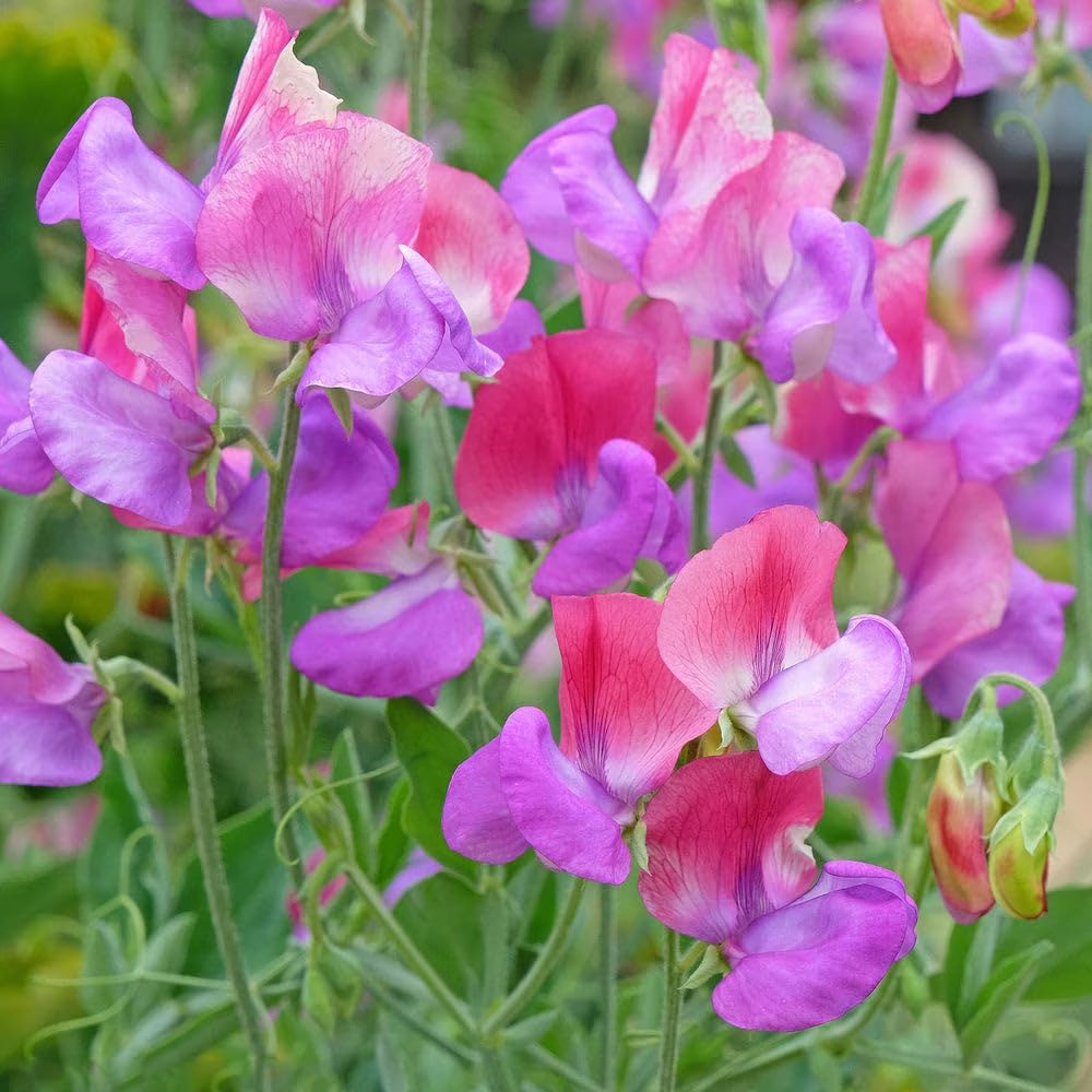 Pink Blue Sweet Pea Flower seeds for Planting Wildflower Mix Heirloom & GMO Free Seeds for Home Garden
