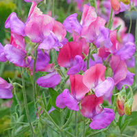 Pink Blue Sweet Pea Flower seeds for Planting Wildflower Mix Heirloom & GMO Free Seeds for Home Garden