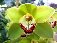 Green Phalaenopsis Flower seeds for Planting - Drought Tolerant, Heirloom & GMO Free Seeds for Home Garden