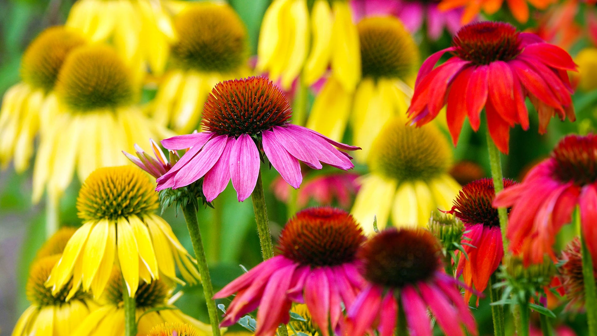 Echinacea Cheyenne Spirit Flower seeds for Planting Easy to Grow Heirloom & GMO Free Seeds for Home Garden