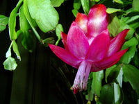 Schlumbergera Flower seeds for Planting Long Bloom Season Heirloom & GMO Free Seeds for Home Garden