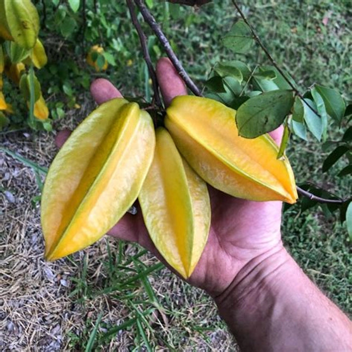 Yellow Carambola Seeds for Planting – Tropical Fruit Delight