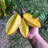 Yellow Carambola Seeds for Planting – Tropical Fruit Delight