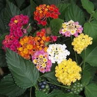 Camara Flower seeds for Planting Cut Flower Favorite Heirloom & GMO Free Seeds for Home Garden 
 
 Sale