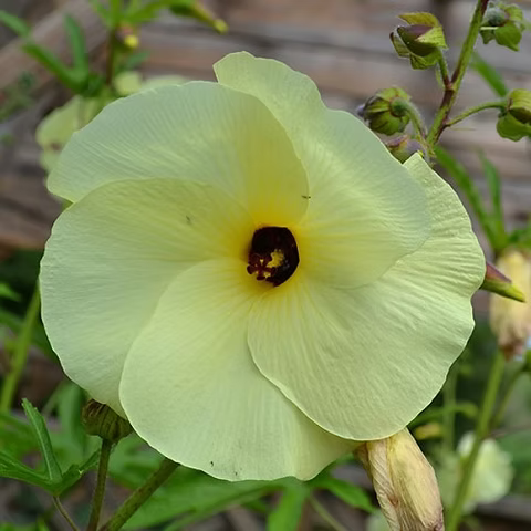 Heirloom Hibiscus Abelmoschus Flower seeds for Planting Garden Favorite Heirloom & GMO Free Seeds for Home Garden