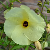 Heirloom Hibiscus Abelmoschus Flower seeds for Planting Garden Favorite Heirloom & GMO Free Seeds for Home Garden