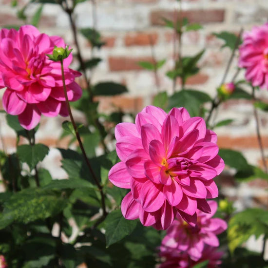 Pink Two Color Dahlia Flower Seeds for Planting Compact Growth Heirloom & GMO Free Seeds for Home Garden
 
 Sale