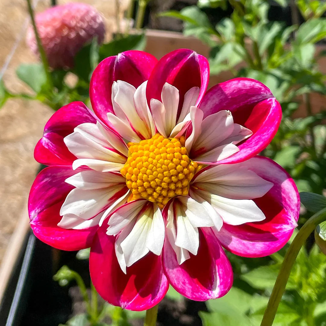 Dahlia Harlequin Seeds for Colorful, Striking Garden Flowers