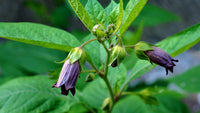 Belladonna Flower seeds for Planting Hardy Variety Heirloom & GMO Free Seeds for Home Garden