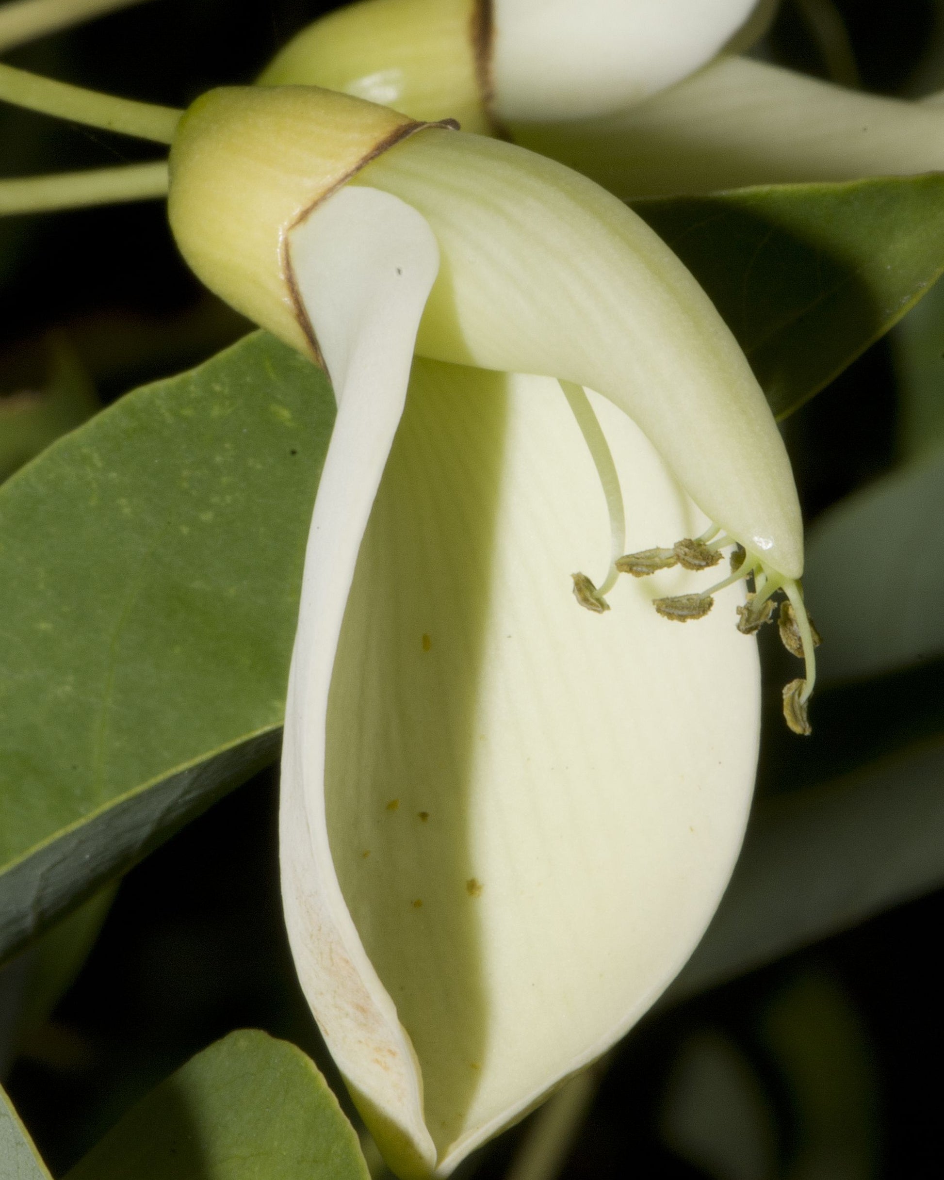 White Erythrina Crista Galli Flower seeds for Planting - Cut Flower Favorite, Heirloom & GMO Free Seeds for Home Garden
