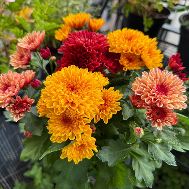 Yellow & Orange Chrysanthemum Flower seeds for Planting - Vibrant Colors, Heirloom & GMO Free Seeds for Home Garden