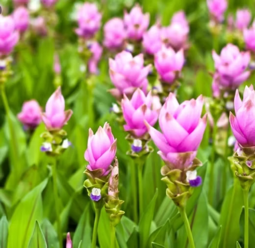 Heirloom Siam Tulip Flower seeds for Planting Compact Growth Heirloom & GMO Free Seeds for Home Garden
