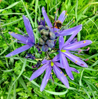 Camassia Flower seeds for Planting Cottage Garden Essential Heirloom & GMO Free Seeds for Home Garden