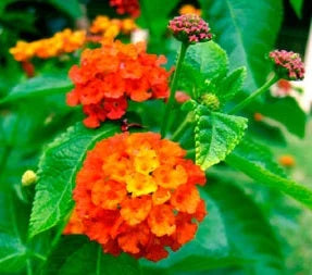 Orange Lantana Flower Seeds for Planting Colorful Display Heirloom & GMO Free Seeds for Home Garden
 
 Sale