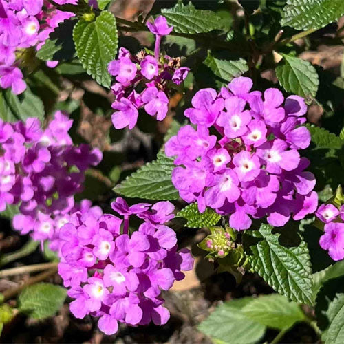 Purple Lantana Flower seeds for Planting Hardy Variety Heirloom & GMO Free Seeds for Home Garden