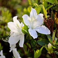 White Azalea Flower seeds for Planting Hardy Variety Heirloom & GMO Free Seeds for Home Garden
 
 Sale