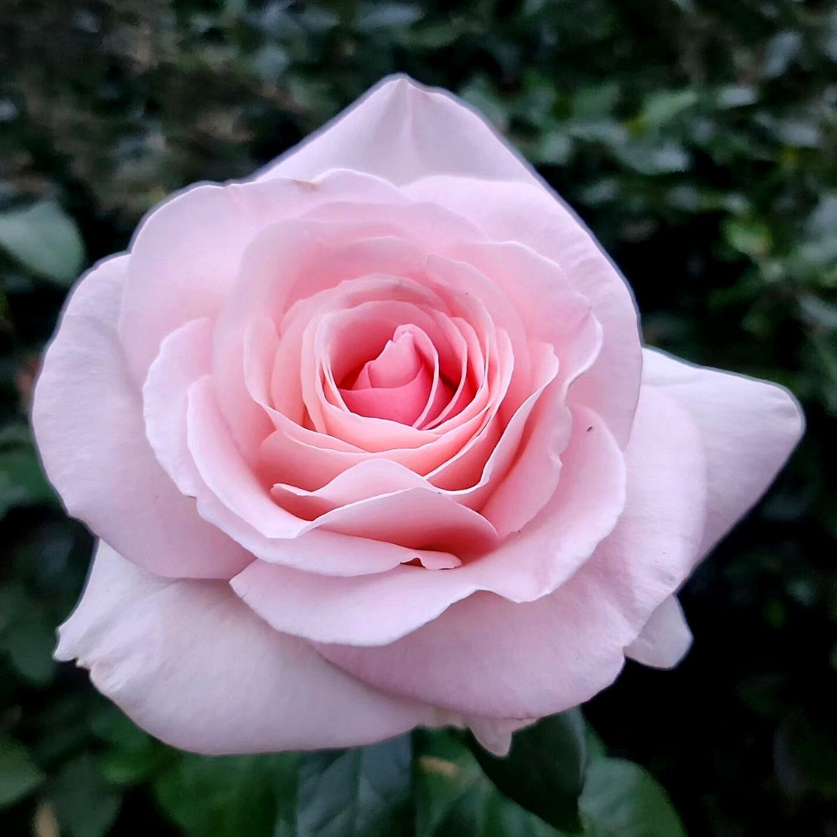 Baby Pink Dragon Rose Flower seeds for Planting - Cottage Garden Essential, Heirloom & GMO Free Seeds for Home Garden