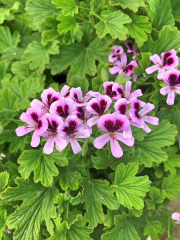Light Violet Pelargonium Flower Seeds for Planting Low Maintenance Heirloom & GMO Free Seeds for Home Garden
 
 Sale