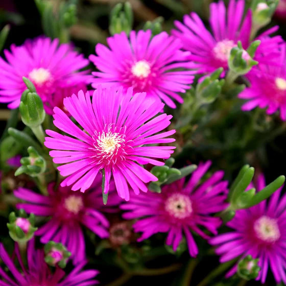 Purple Delosperma Cooperi Flower seeds for Planting Shade Tolerant Heirloom & GMO Free Seeds for Home Garden 
 
 Sale