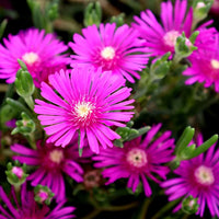 Purple Delosperma Cooperi Flower seeds for Planting Shade Tolerant Heirloom & GMO Free Seeds for Home Garden 
 
 Sale
