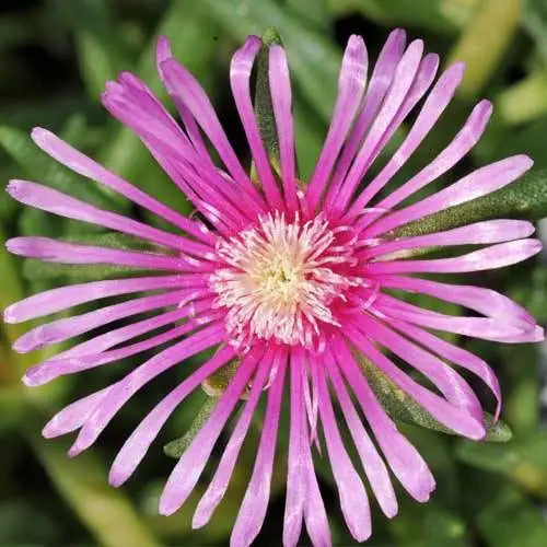 Pink Delosperma Flower seeds for Planting - Vibrant Colors, Heirloom & GMO Free Seeds for Home Garden
