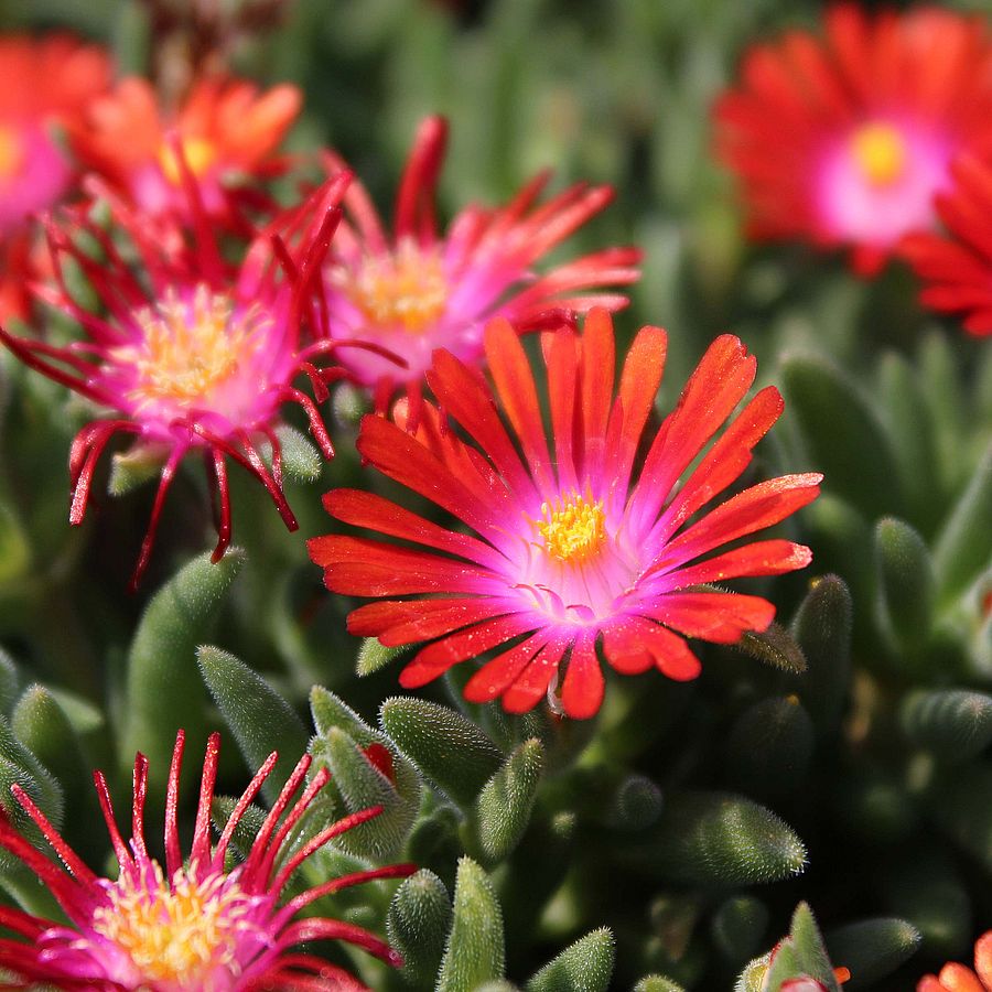 Delosperma Carmine Red Flower seeds for Planting Fragrant Blossoms Heirloom & GMO Free Seeds for Home Garden
