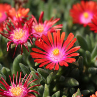Delosperma Carmine Red Flower seeds for Planting Fragrant Blossoms Heirloom & GMO Free Seeds for Home Garden