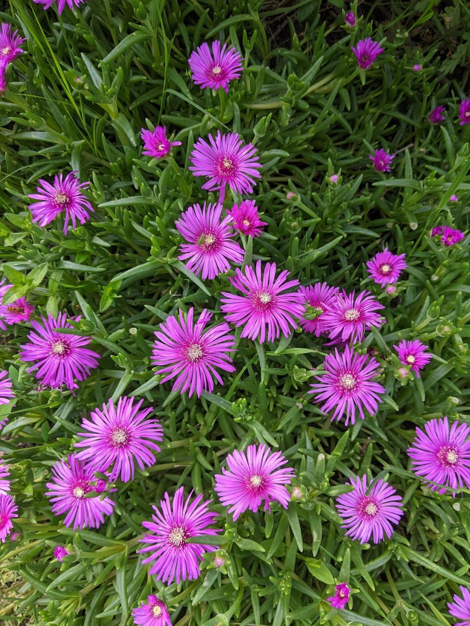 Delosperma Cooperi Flower seeds for Planting Seasonal Bloomer Heirloom & GMO Free Seeds for Home Garden
 
 Sale