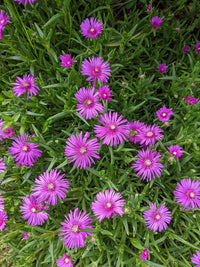Delosperma Cooperi Flower seeds for Planting Seasonal Bloomer Heirloom & GMO Free Seeds for Home Garden
 
 Sale