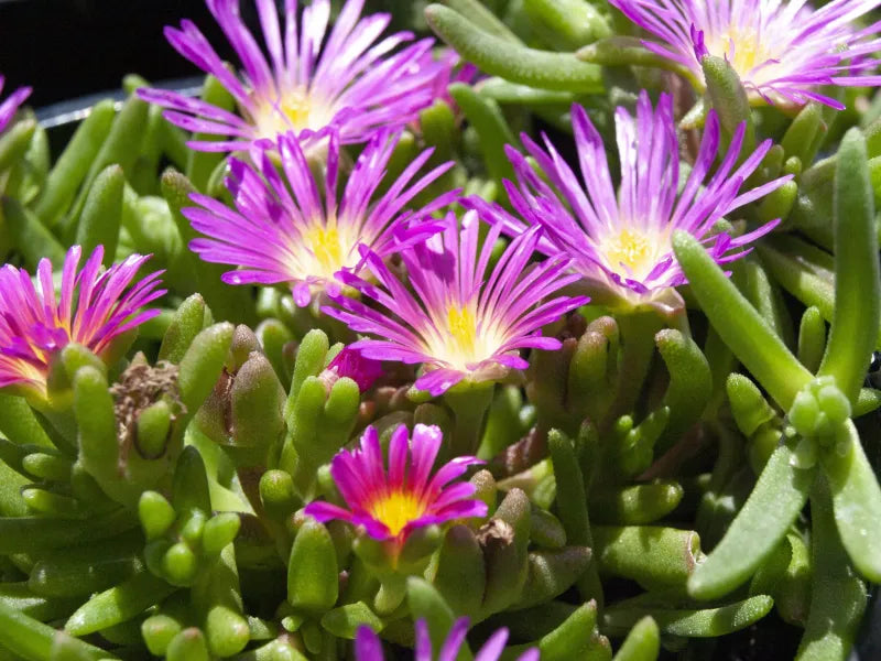 Delosperma Cooperi Flower seeds for Planting Seasonal Bloomer Heirloom & GMO Free Seeds for Home Garden
 
 Sale