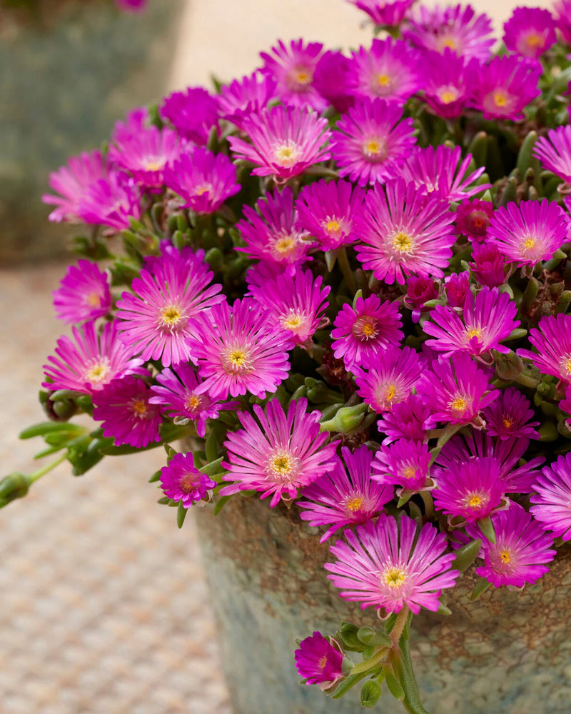Purple Delosperma Flower seeds for Planting - Bright Blooms, Heirloom & GMO Free Seeds for Home Garden