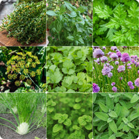 Deluxe herb garden seeds mix with Basil, Thyme, Rosemary, Oregano, Dill, Chives, and Sage