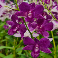 Lavender Dendrobium Flower seeds for Planting - Low Maintenance, Heirloom & GMO Free Seeds for Home Garden