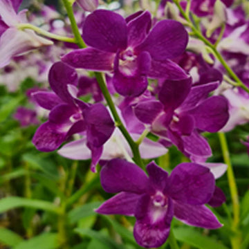 Lavender Dendrobium Flower seeds for Planting - Low Maintenance, Heirloom & GMO Free Seeds for Home Garden