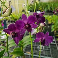 Lavender Dendrobium Flower seeds for Planting - Low Maintenance, Heirloom & GMO Free Seeds for Home Garden