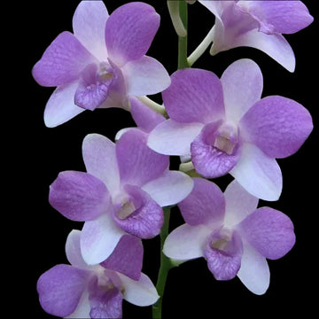 Sky Blue Dendrobium Flower seeds for Planting Long Bloom Season Heirloom & GMO Free Seeds for Home Garden 
 
 Sale