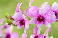 Monkey Face Light Pink Orchids Flower seeds for Planting - Hardy Variety, Heirloom & GMO Free Seeds for Home Garden