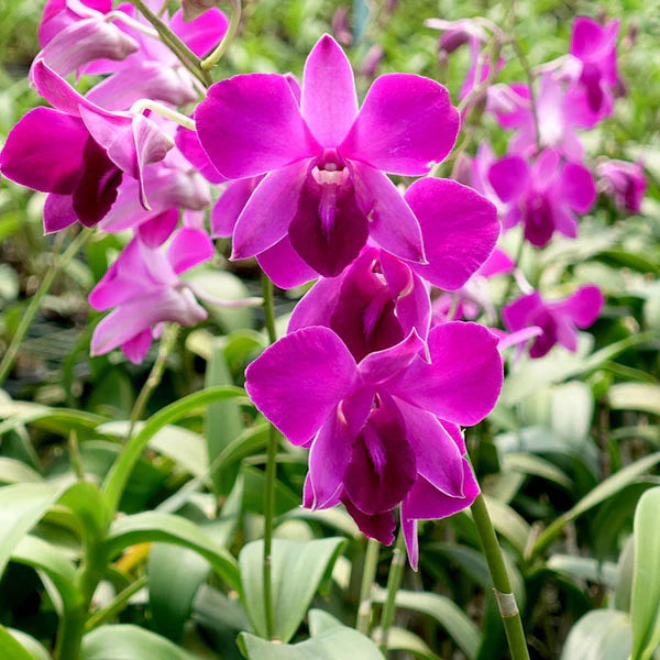 Dendrobium Flower seeds for Planting Wildflower Mix Heirloom & GMO Free Seeds for Home Garden
