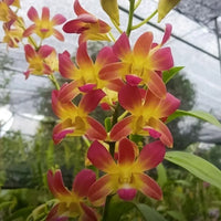 Brown Dendrobium Flower seeds for Planting Shade Tolerant Heirloom & GMO Free Seeds for Home Garden 
 
 Sale