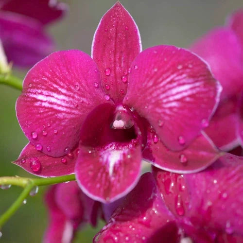 Pink Red Dendrobium Flower seeds for Planting - Drought Tolerant, Heirloom & GMO Free Seeds for Home Garden