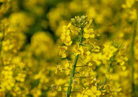 Light Yellow Brassica Oleracea Flower Seeds for Planting Sun Loving Heirloom & GMO Free Seeds for Home Garden
 
 Sale