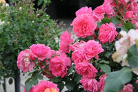 Rosenbusch Flower Seeds for Planting  Beautiful Blossoms for Your Garden